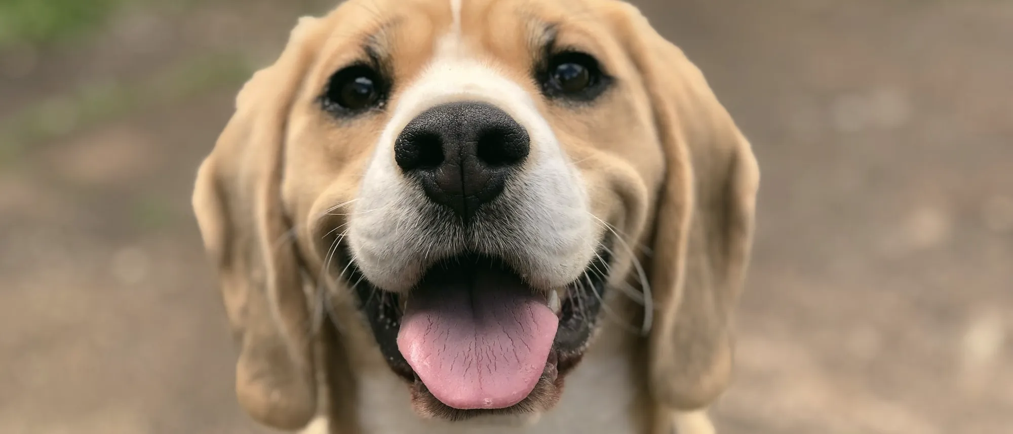 A happy beagle smiling at the camera outdoors