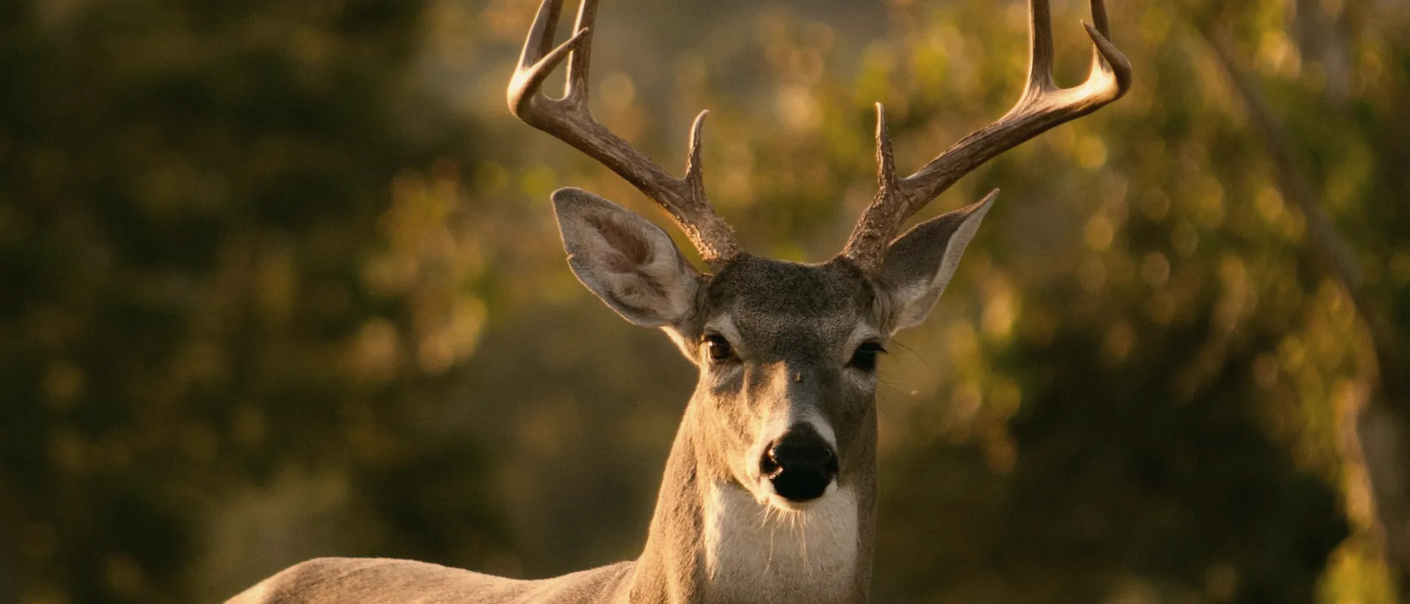 A white-tailed buck with large antlers standing in a sunlit meadow