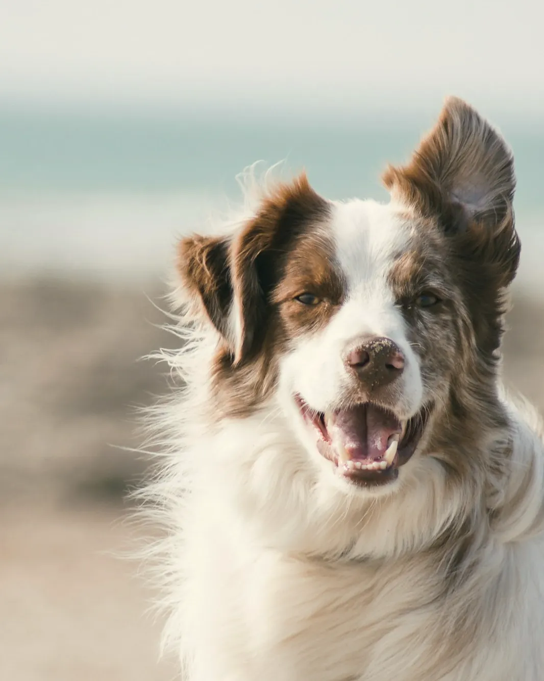 A happy dog with a windswept coat on a beach