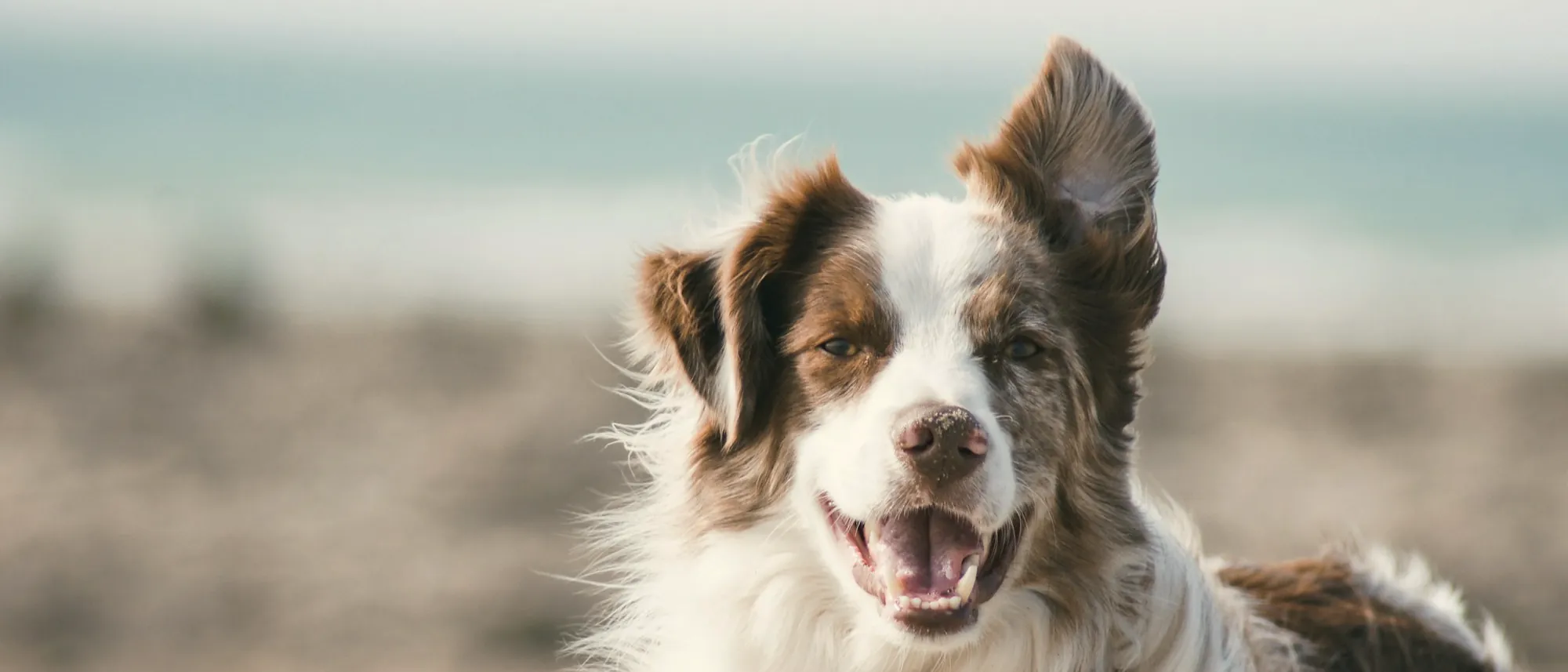 A happy dog with a windswept coat on a beach
