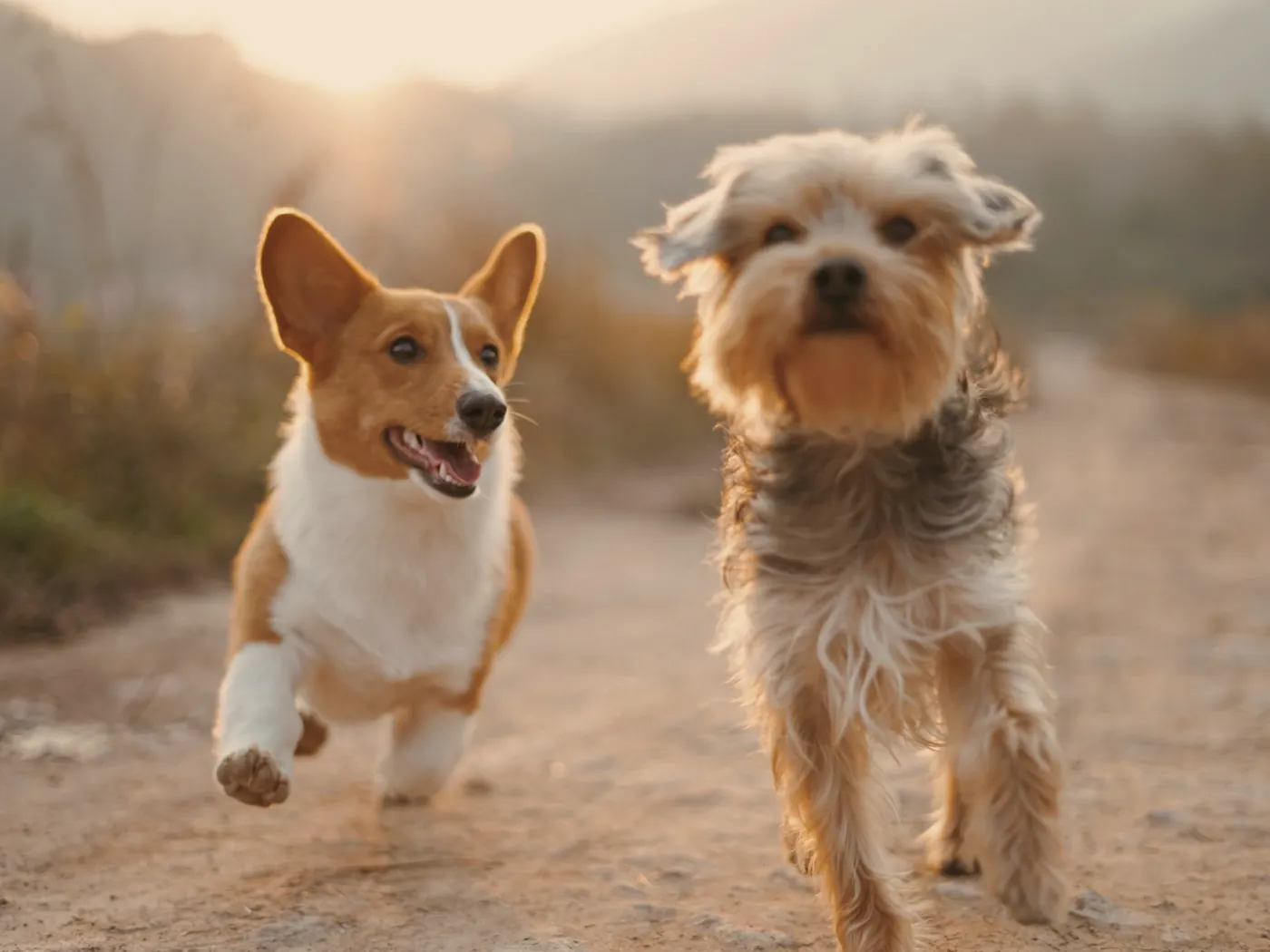 Two small dogs trotting along a sunlit dirt path