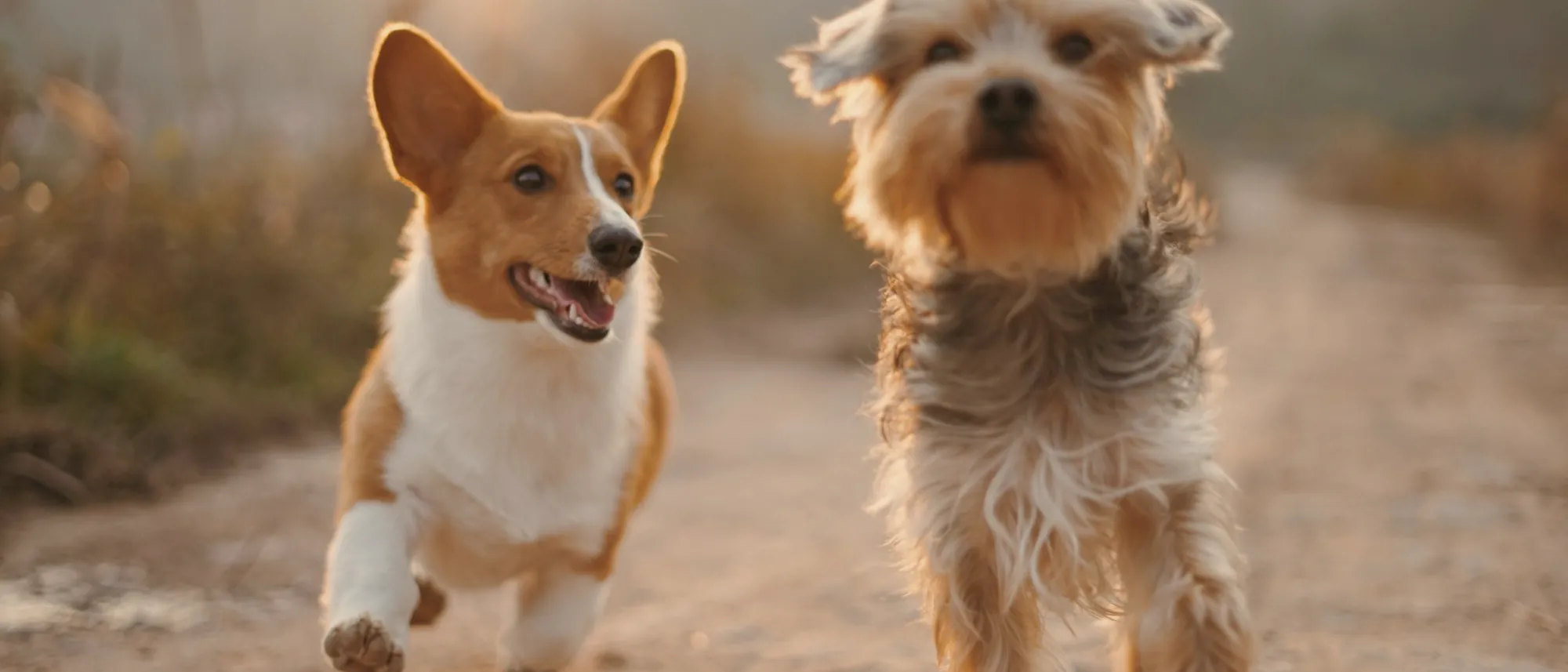 Two small dogs trotting happily along a sunlit dirt path