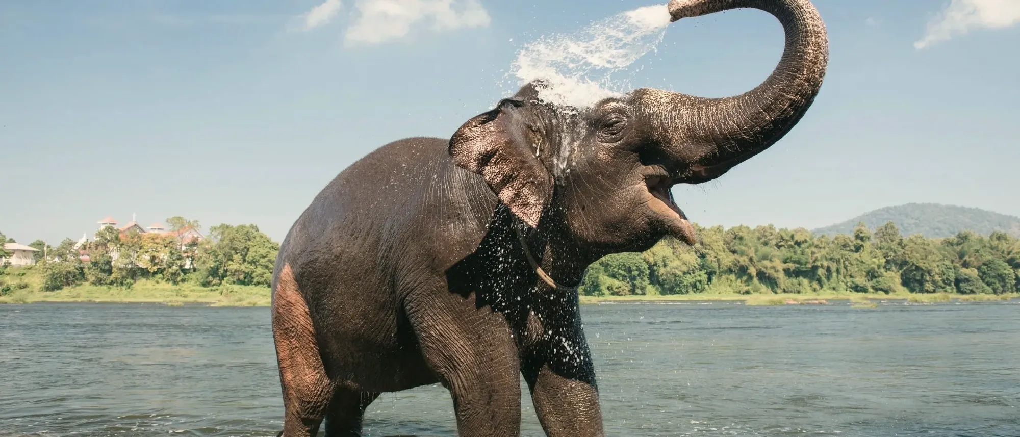 An elephant standing in a river, spraying water into the air with its trunk