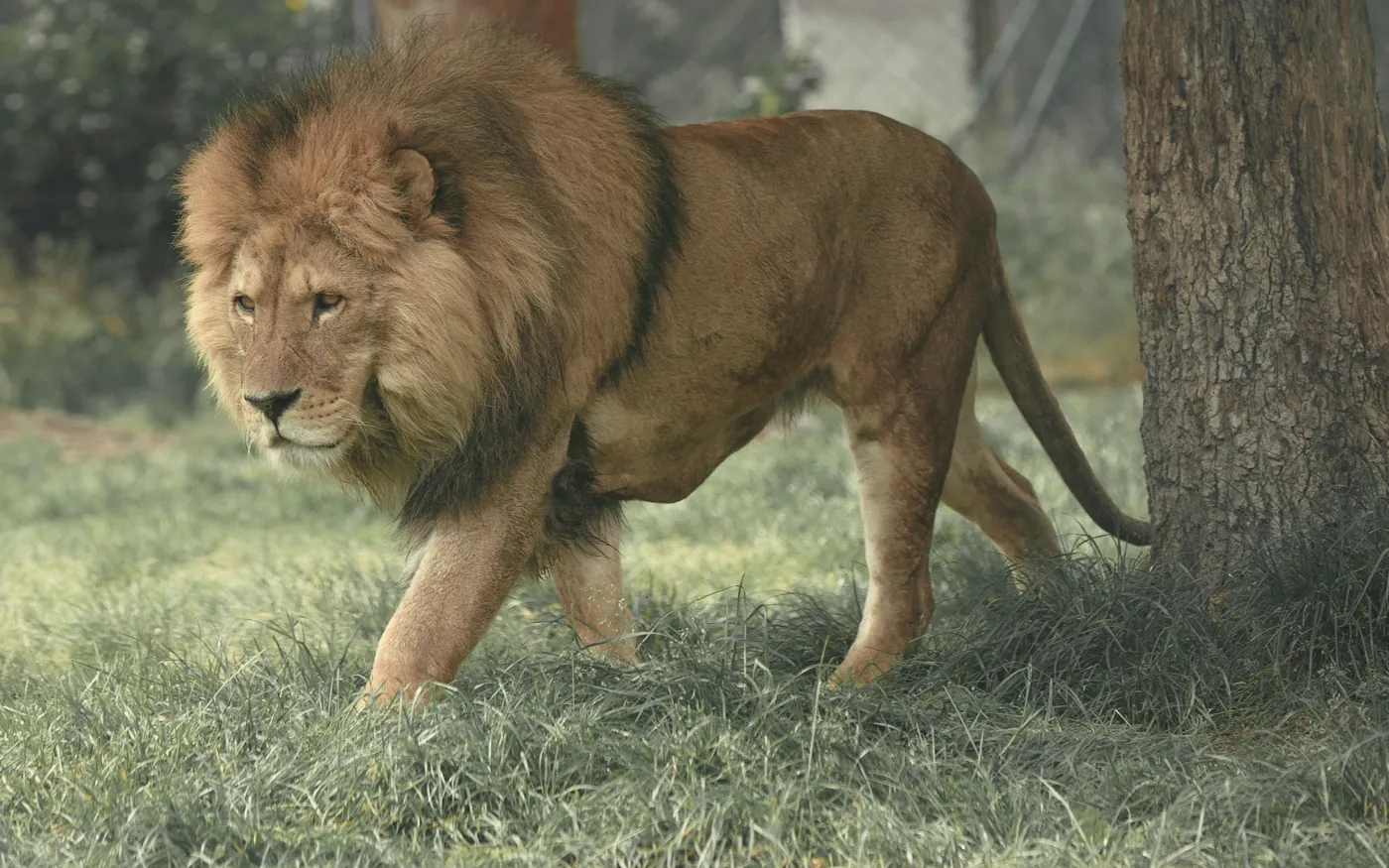 A male lion walking through tall grass beside a tree