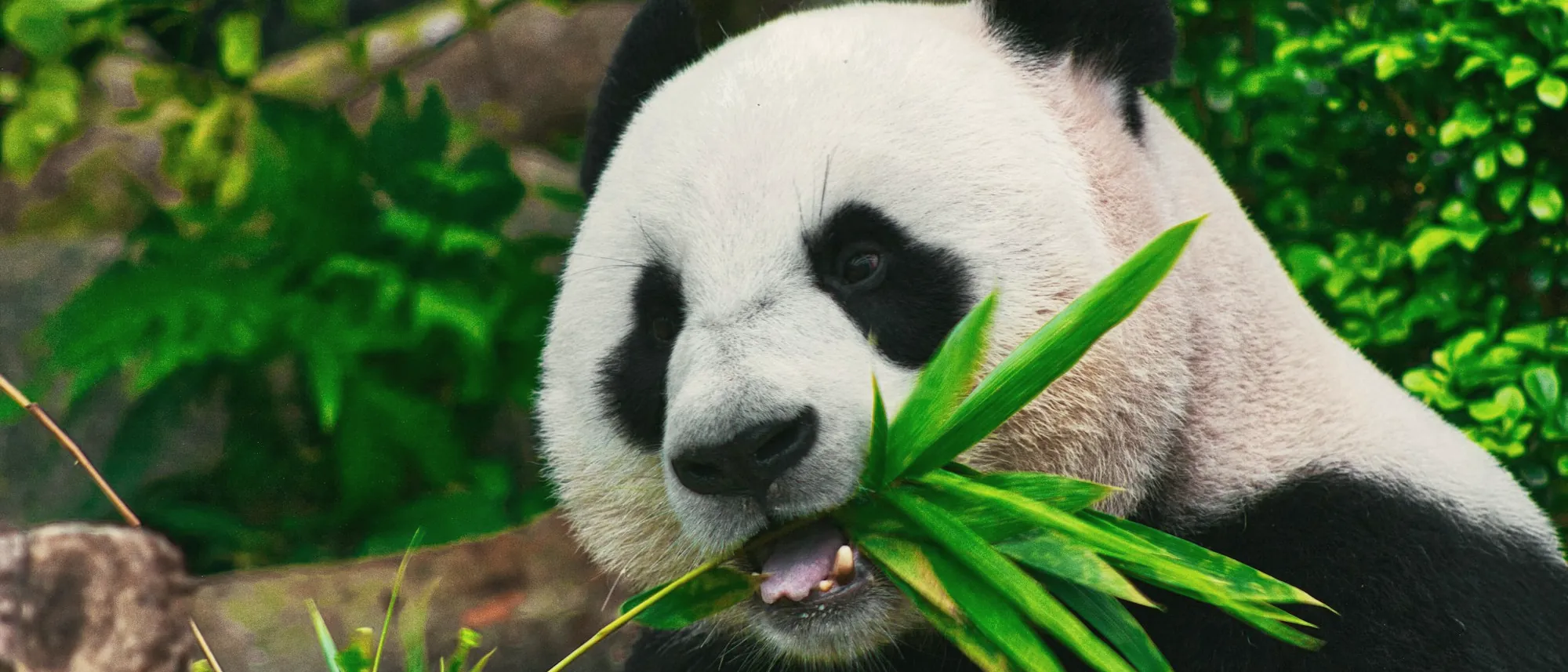 A giant panda eating bamboo leaves among green foliage