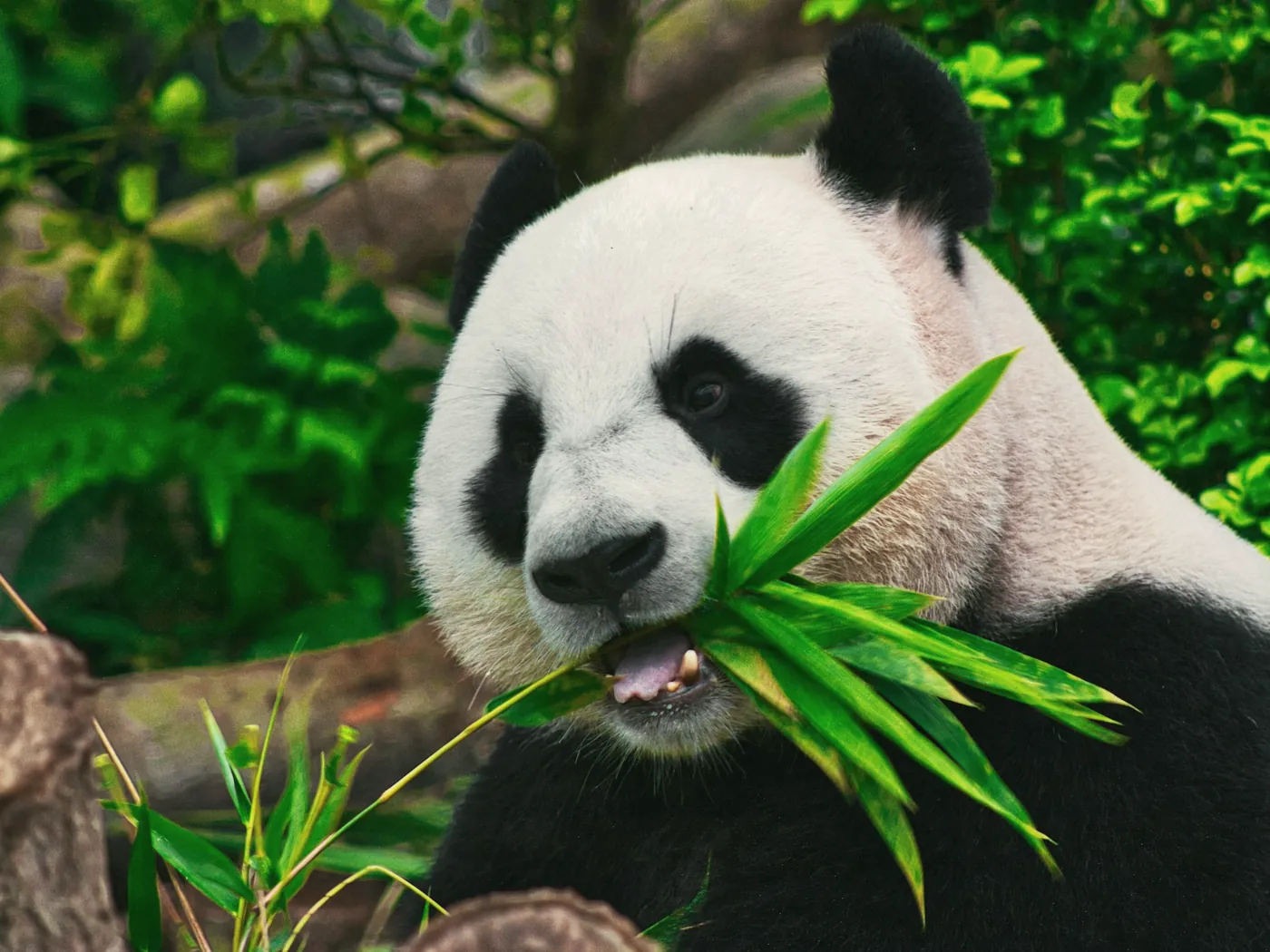 A giant panda eating bamboo leaves