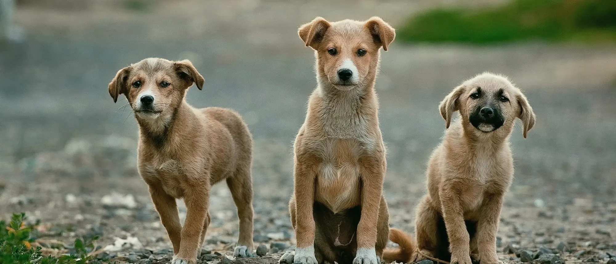 Three puppies standing together on a gravel road