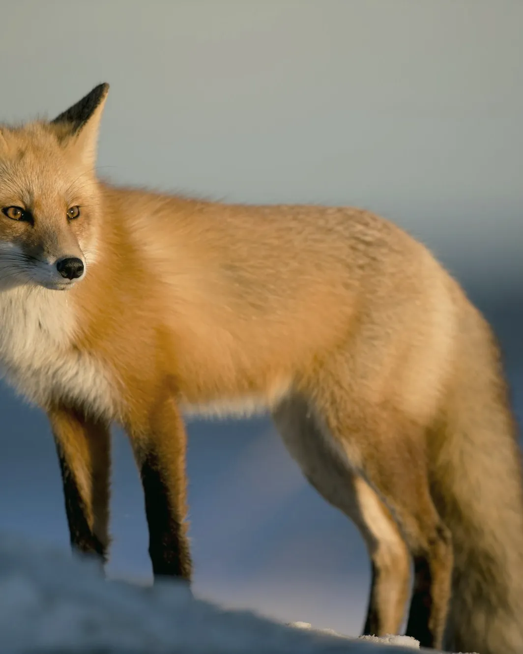 A red fox standing on a snowy ridge