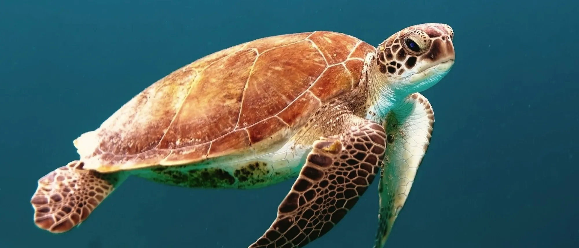 A sea turtle gliding through deep blue ocean water